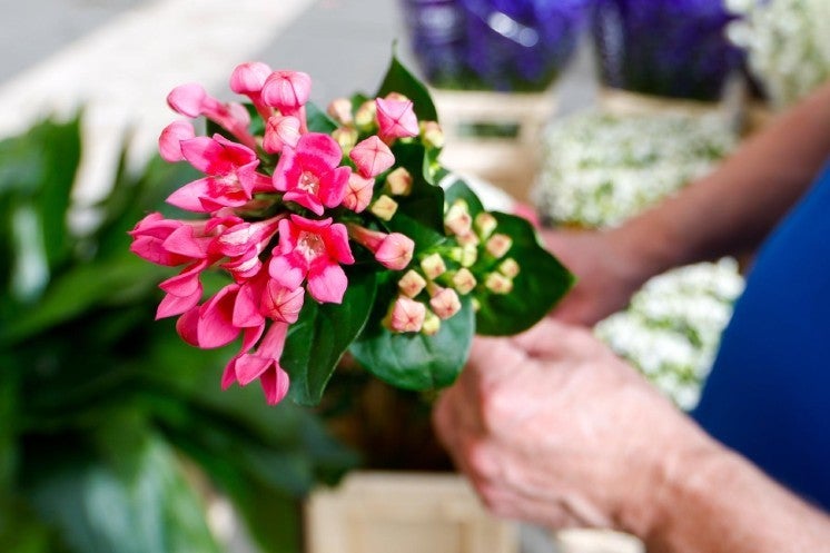 Arranging Easter flowers in St. Peter's Square