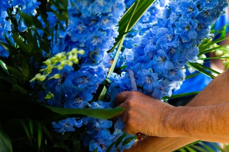 Arranging Easter flowers in St. Peter's Square