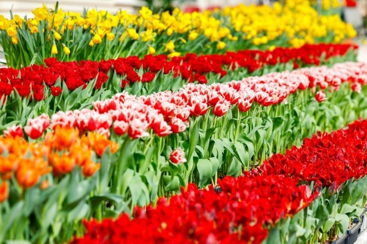 Arranging Easter flowers in St. Peter's Square